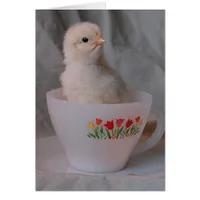 Chick in Vintage Teacup