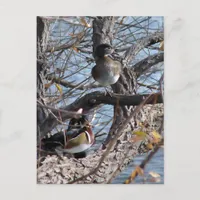 Wood Ducks in a Tree Postcard