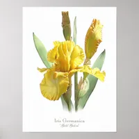 Yellow Bearded Iris Original Art Print