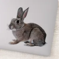 Gray Cottontail Rabbit Pet Bunny  Sticker