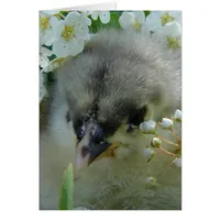 Adorable Blue Cochin Chick