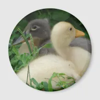 Ducklings Magnet