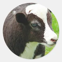 Amy's Lamb Oil Paint Effect Classic Round Sticker