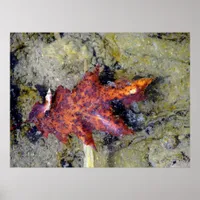 Autumn Leaf Under the Water Poster