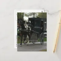 Pinto Amish Horse and Buggy Postcard