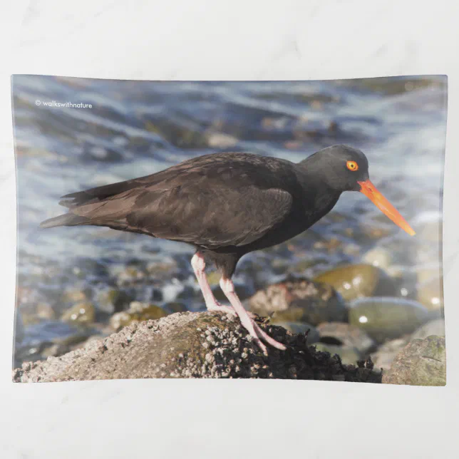 Black Oystercatcher at the Beach Trinket Tray