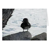 Wood Duck Hen
