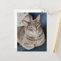 Adorable Grey Tabby Cat Postcard