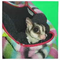 Sugar Glider Wearing a Hat Cloth Napkin