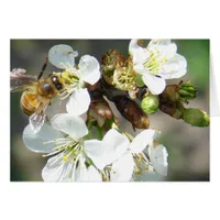 Cherry Blossoms and Bees