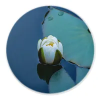 White water lily in the pond, nature photography   ceramic knob