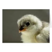 Blue Cochin Chick Cards