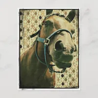Horse Postcard