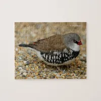 Diamond Firetail Finch Jigsaw Puzzle