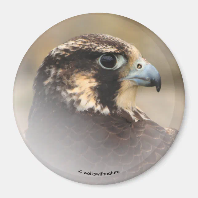 Vignetted Profile of a Peregrine Falcon Magnet