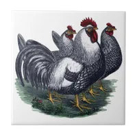 Vintage Chickens Ceramic Tile