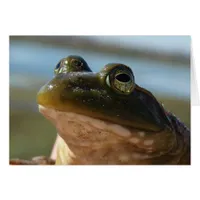 Bullfrog Photo, Prince Humor