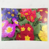 Colorful Spring Medley of Primulas Flowers Trinket Tray