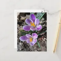 Purple Crocus First Flowers of Spring 2026 Postcard