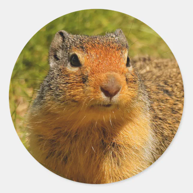 A Twitchy-Nosed Columbian Ground Squirrel Classic Round Sticker