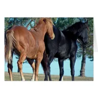 Horses