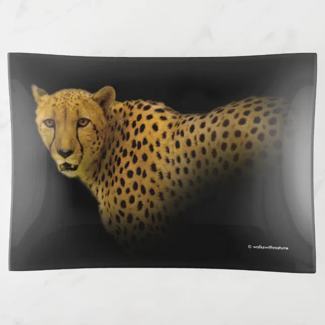 Trading Glances with a Magnificent Cheetah Trinket Tray