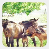 Mares and Foals Square Sticker