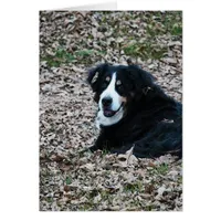 Bernese Mountain Dog in Autumn