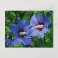 Two Blue Hibiscus Flowers on Plant Postcard
