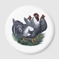 Vintage Chickens Magnet