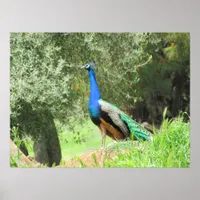 Poster - Peacock