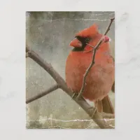 Cardinal Grunge Postcard