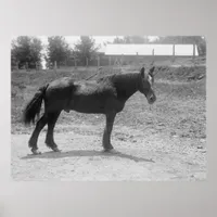 Retired War Horse Circa 1916 Poster