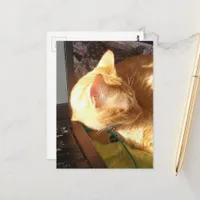 cat asleep on the job postcard