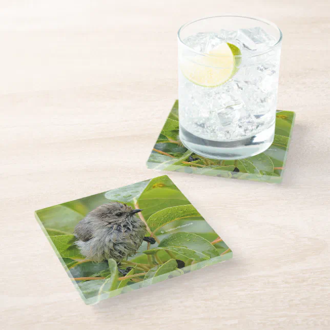 Cute Wet Wee Bushtit Songbird on Laurel Glass Coaster