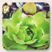 Hen and Chicks Beverage Coaster