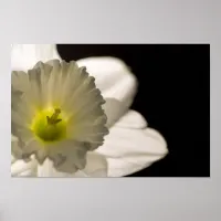 Backlit White Daffodil Poster