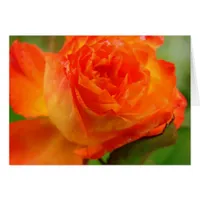 Pretty Rose In Angelandspot's Garden