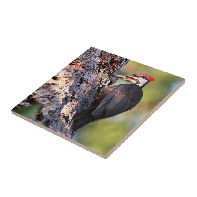 Beautiful Pileated Woodpecker on the Tree Ceramic Tile