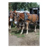 Draft Mules at an Iowa Agriculture Festival