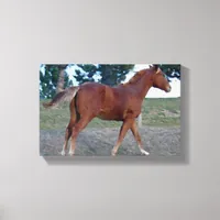 Sorrel Yearling Canvas Print