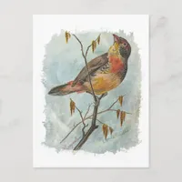 Vintage Bird Postcard