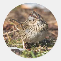Cute and Spunky Lincoln's Sparrow Classic Round Sticker