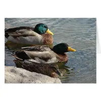 Ducks at the Park