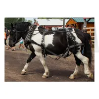 Pinto Draft Horse