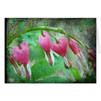 Bleeding Hearts