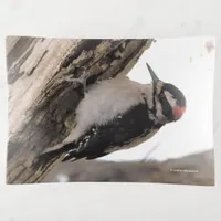 Hairy Woodpecker Working the Wood Trinket Tray