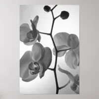 Black and White Orchids on the Stem Poster