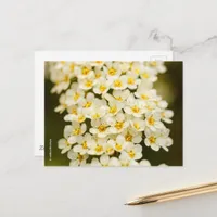 Beautiful Floral Bridalwreath Spiraea Postcard