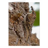 American Treecreeper with Bug